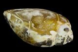 Chalcedony Replaced Gastropod With Druzy Quartz - India #126426-1